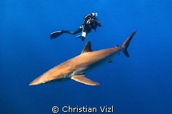 Diver, videographer taking a shot of a Silkie Shark. This... by Christian Vizl 